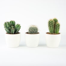 Trio de mini cactus