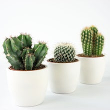 Trio Mini Cactus