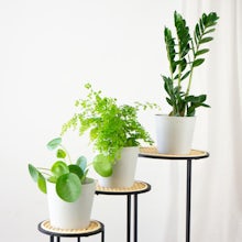 Trio von Pflanzen: Die Reiniger