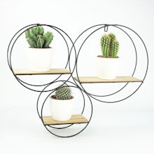 Mini-Kaktus-Trio