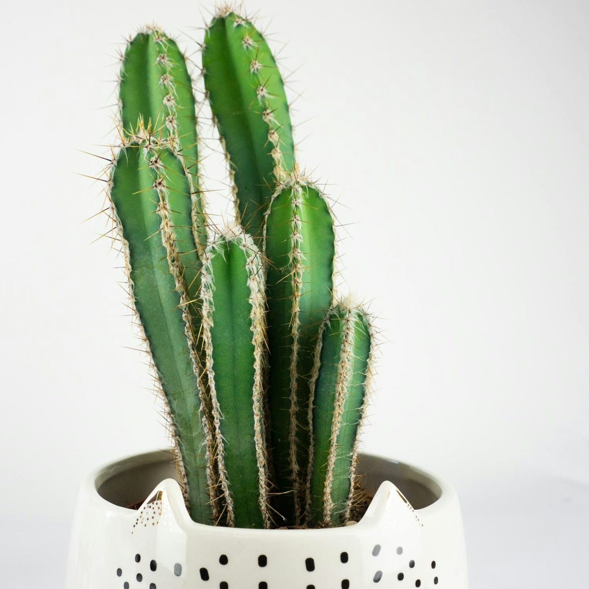 Tris Cactus Immortale
