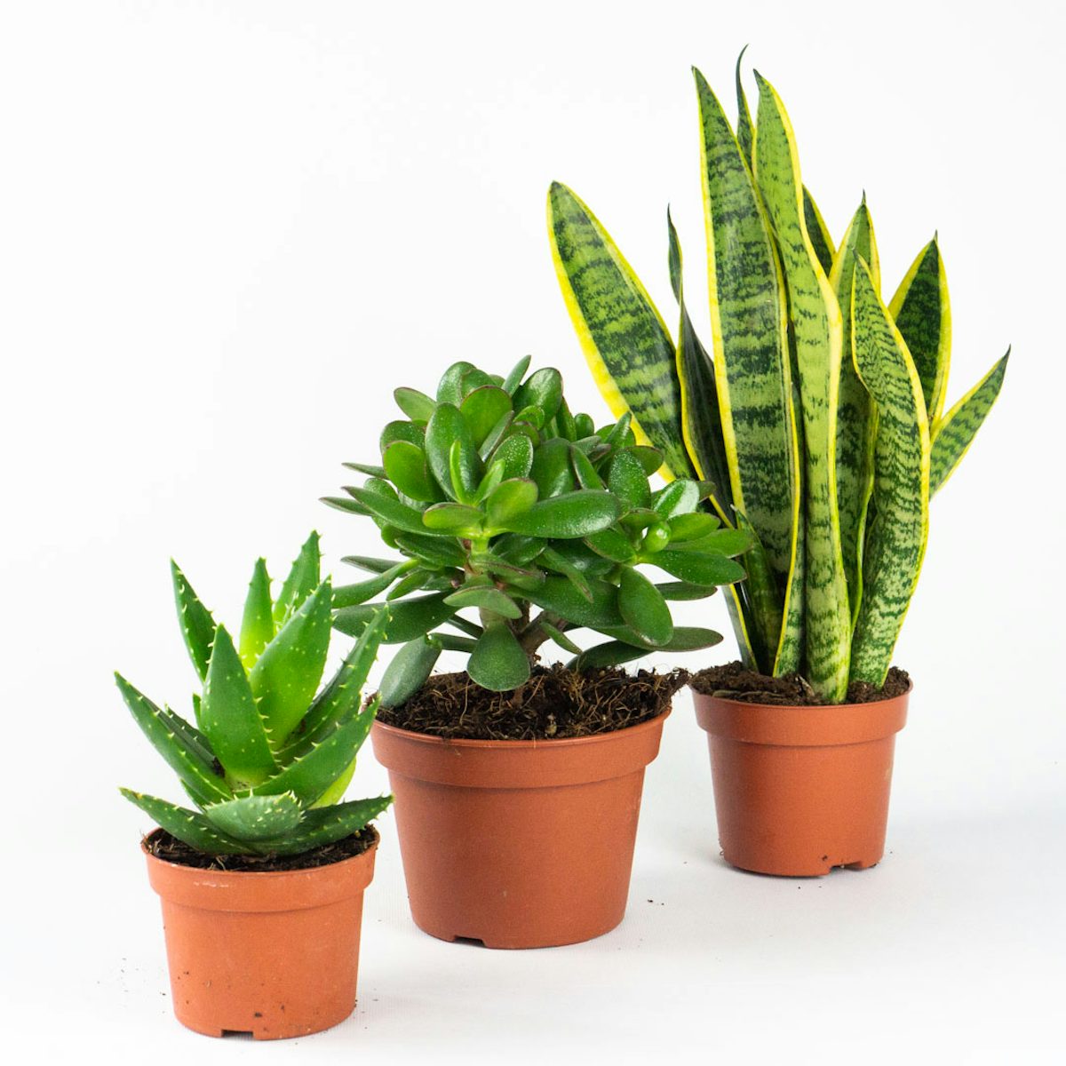 Trio de plantes d'été