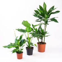 Trio of Plants: Tall purifying plants