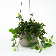 Hanging Plants Set