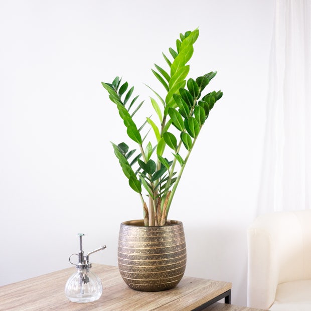 Download Zamioculcas Chambre À Coucher Gif