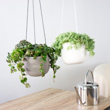 Duo Hanging Plants with Planters
