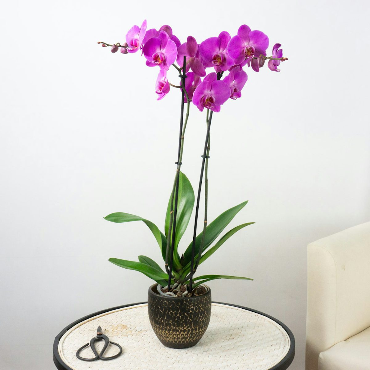 Orchidea Rosa