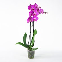 Orchidea Natalizia