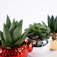 Trio Succulente con Vaso Magnetico