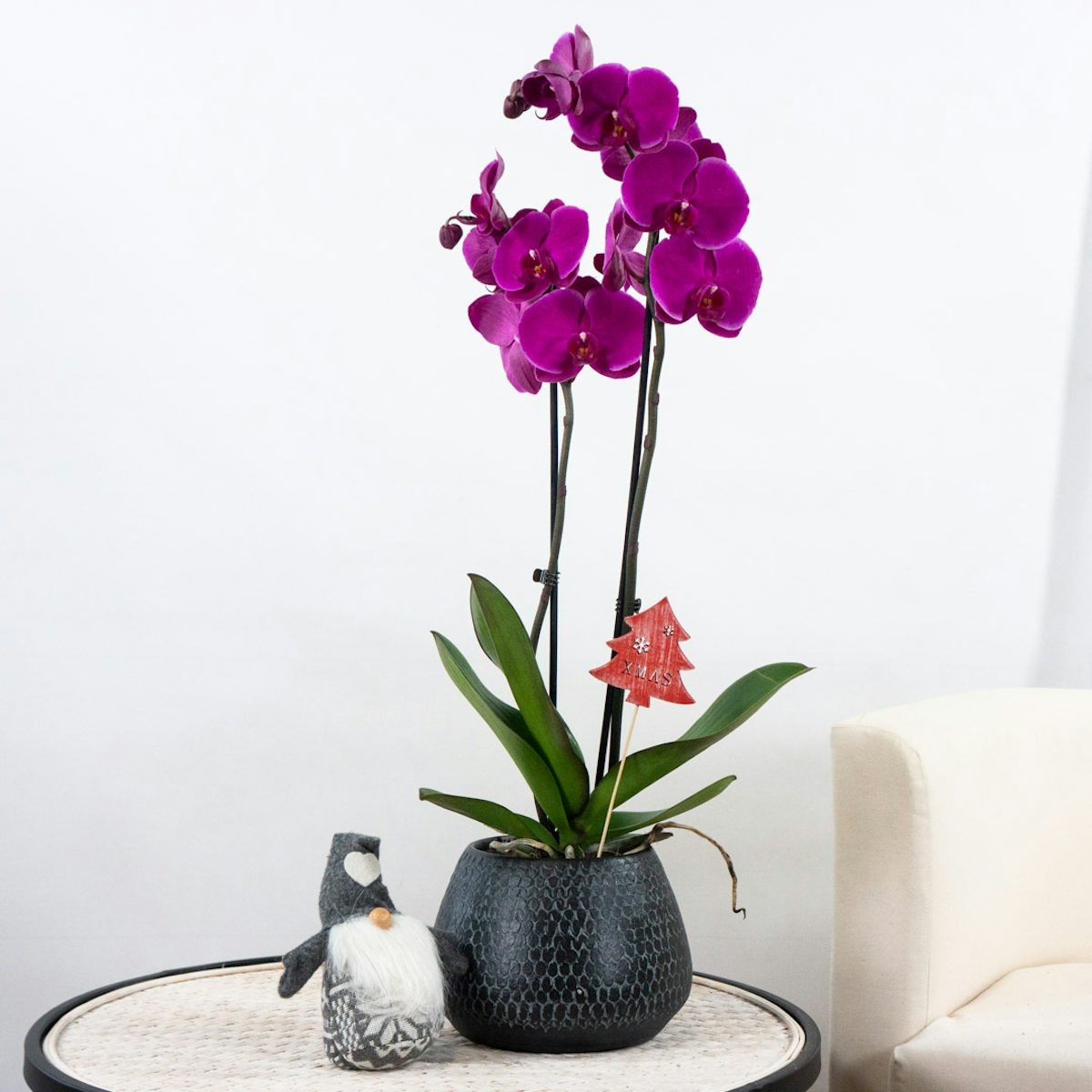 Orquídea Navideña