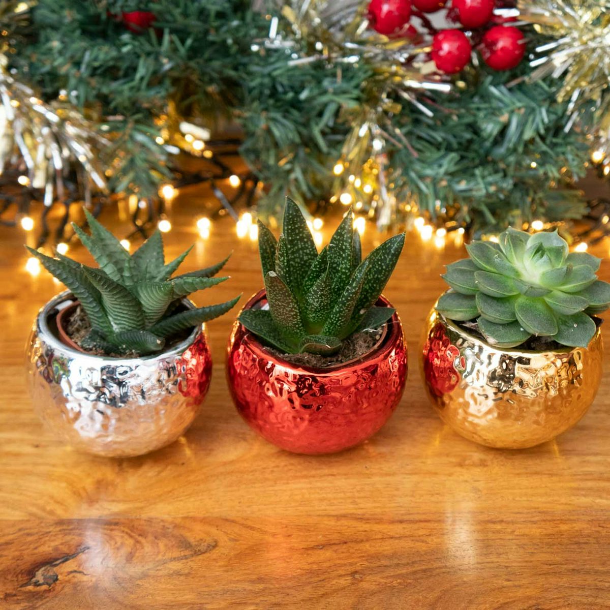 Trio succulentes avec cache-pots de Noël