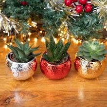 Trio succulentes avec cache-pots de Noël