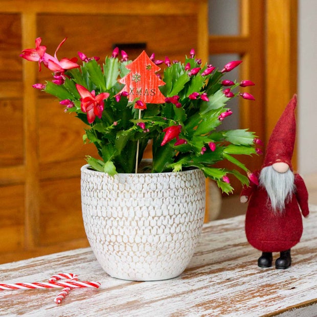 Cactus De Navidad Un Cactus Especial Be Green Comprar Online Be Green