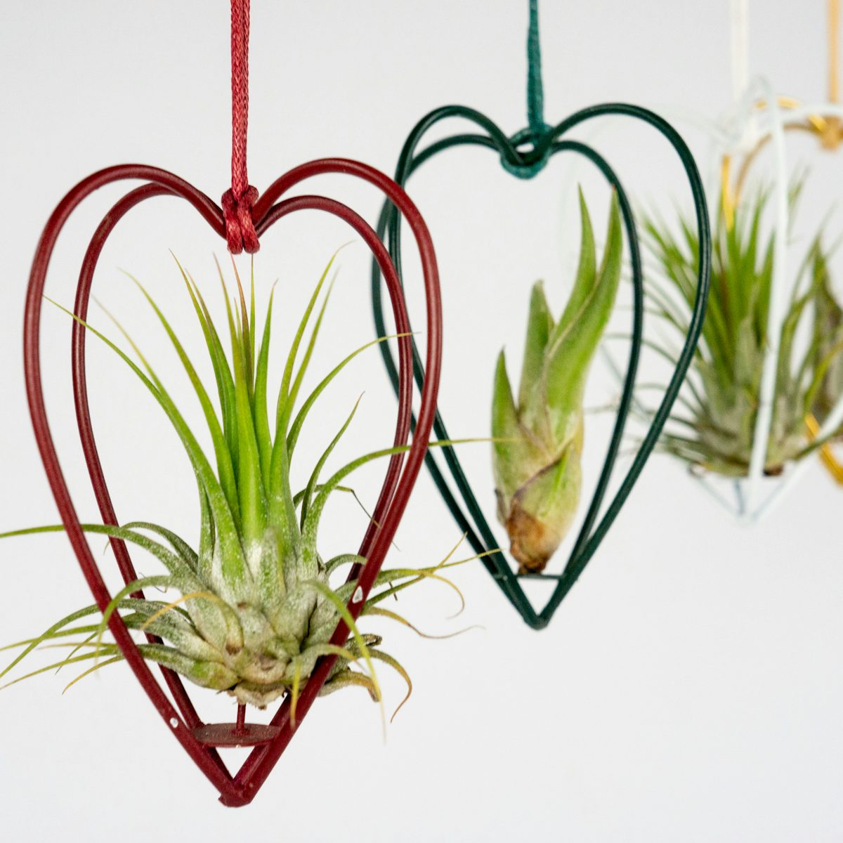 Set Plantas de Aire con Corazón
