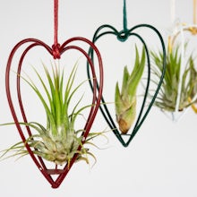 Air Plants with Heart Set