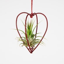 Air Plants with Heart Set