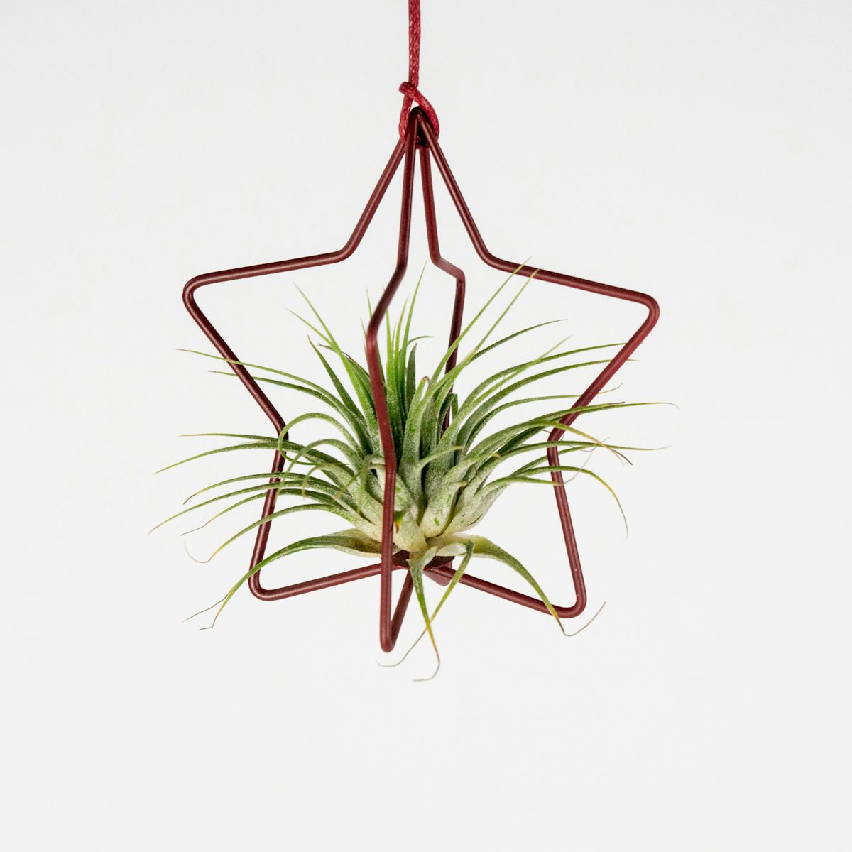 Set Air Plant with Star
