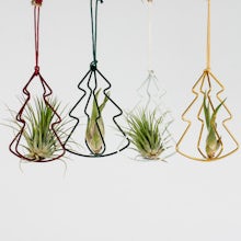 Luftpflanze mit Weihnachtsbaum-Set