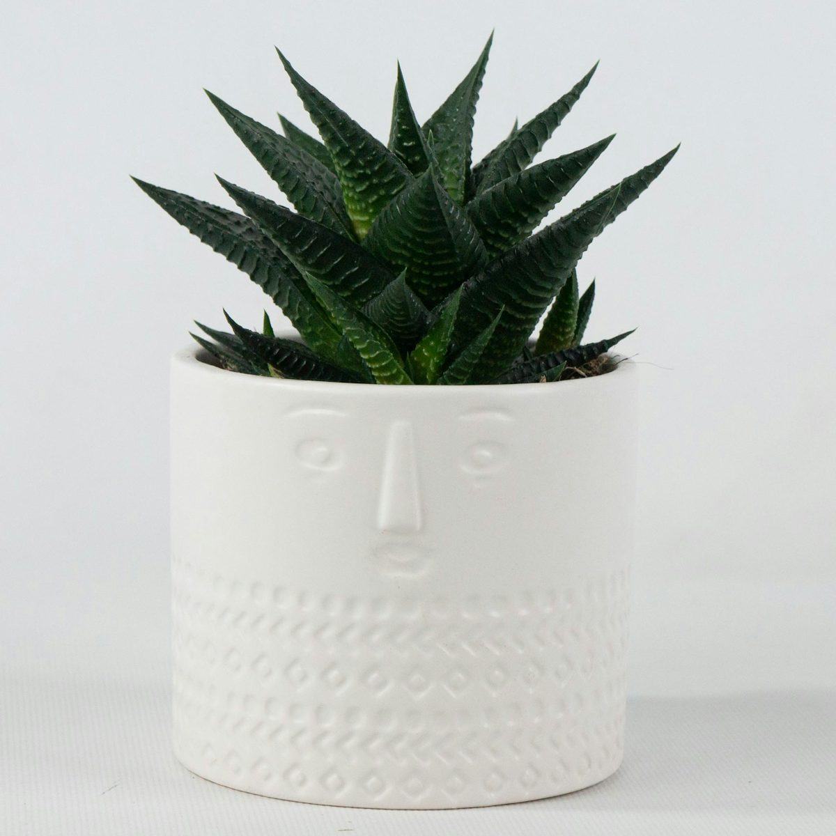 Succulent with White Ethnic Planter