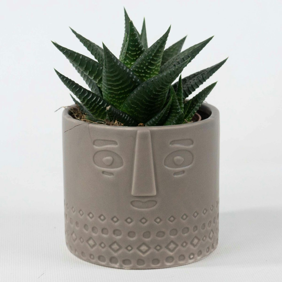 Succulent with Grey Ethnic Planter