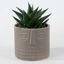 Succulents with Ethnic Planter