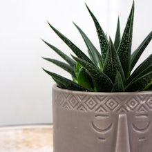 Succulents with Ethnic Planter