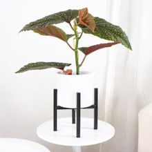 Miami Planter with Stand S