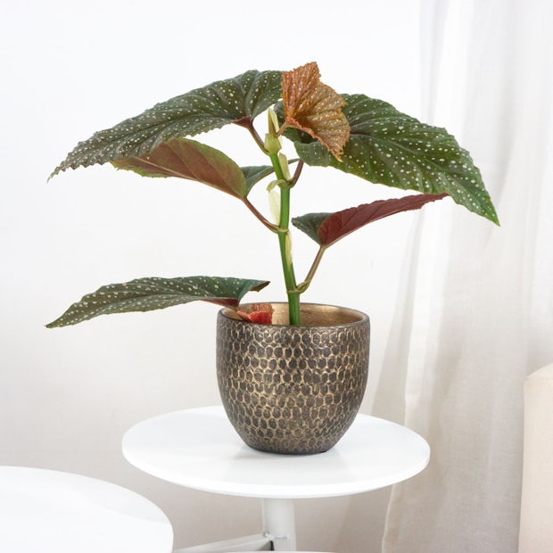 Comprar Begonia Corallina - Begonia Tamaya 