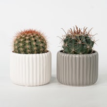 Duo Cactus con Vaso