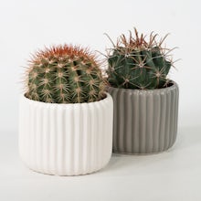 Kaktus Duo mit Pflanzgefäßen