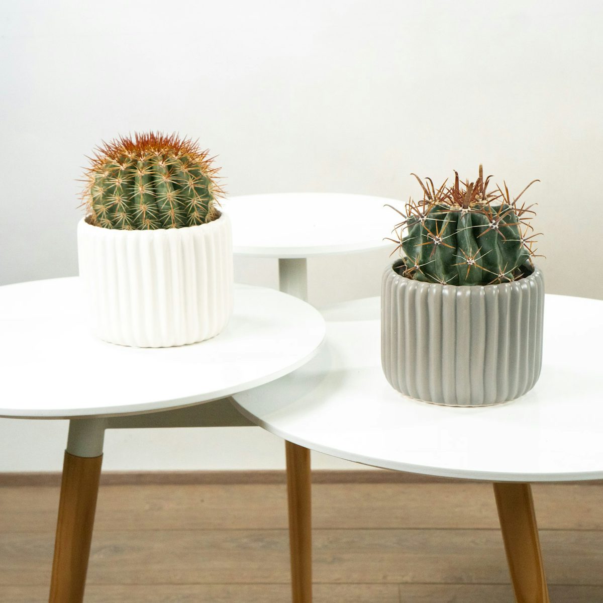 Kaktus Duo mit Pflanzgefäßen