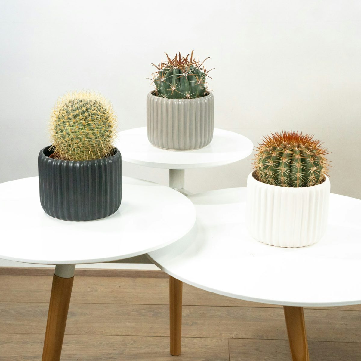Cactus Trio with Planters