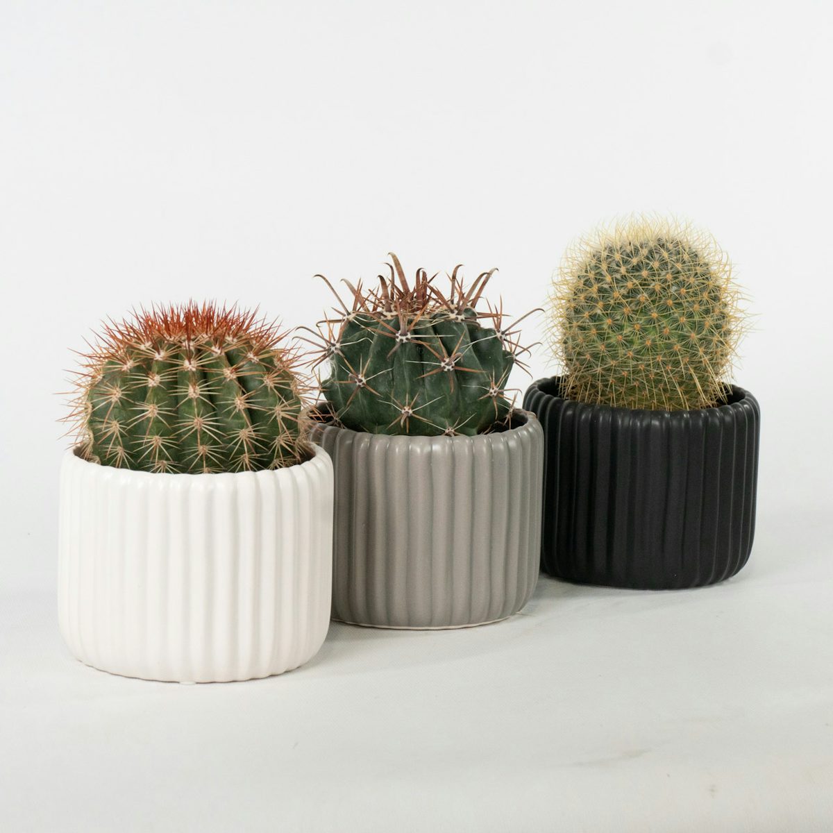 Trio de Cactus con Vaso
