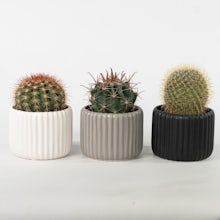 Cactus Trio with Planters