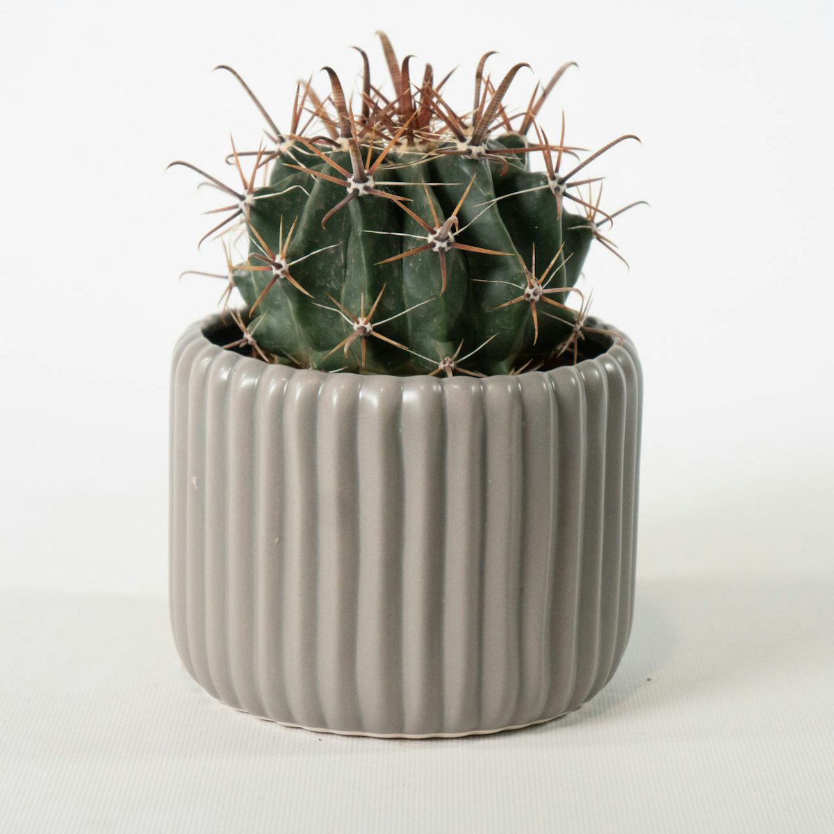 Unsterblicher Kaktus mit grauem Topf