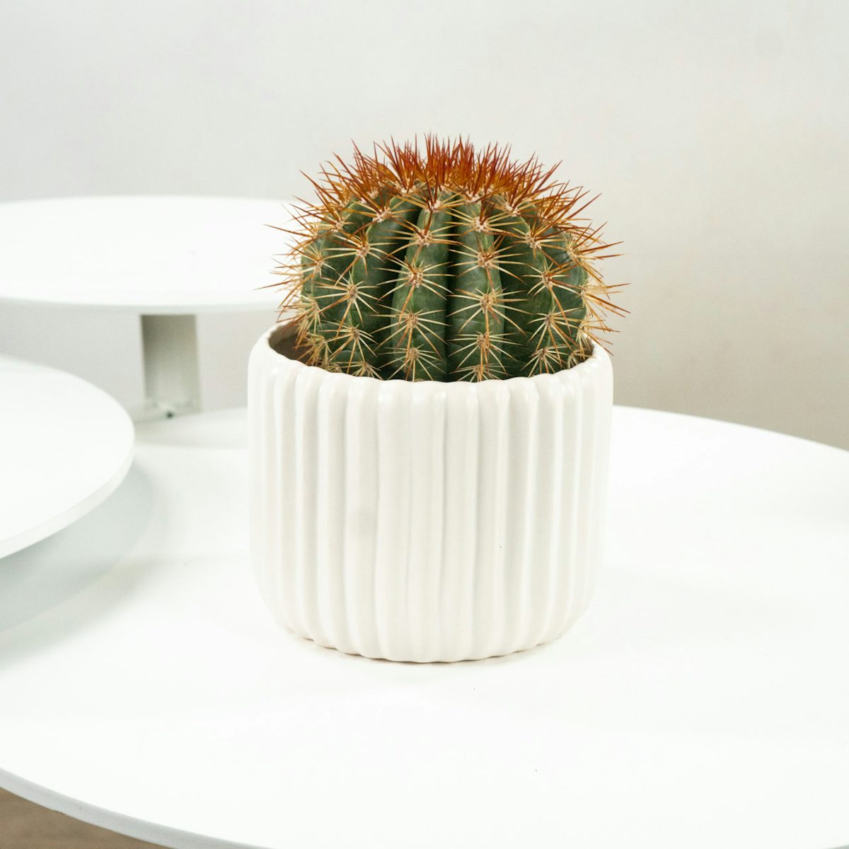 Cactus inmortal con macetero Blanco