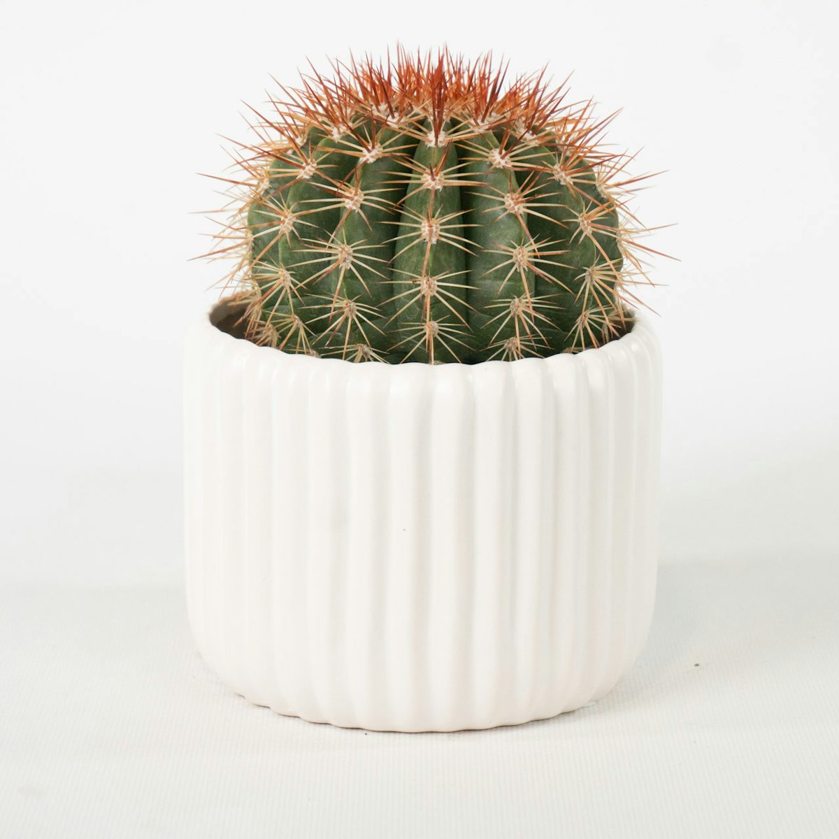 Cactus immortel avec cache-pot blanc