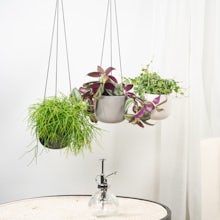 Hanging Plants Set