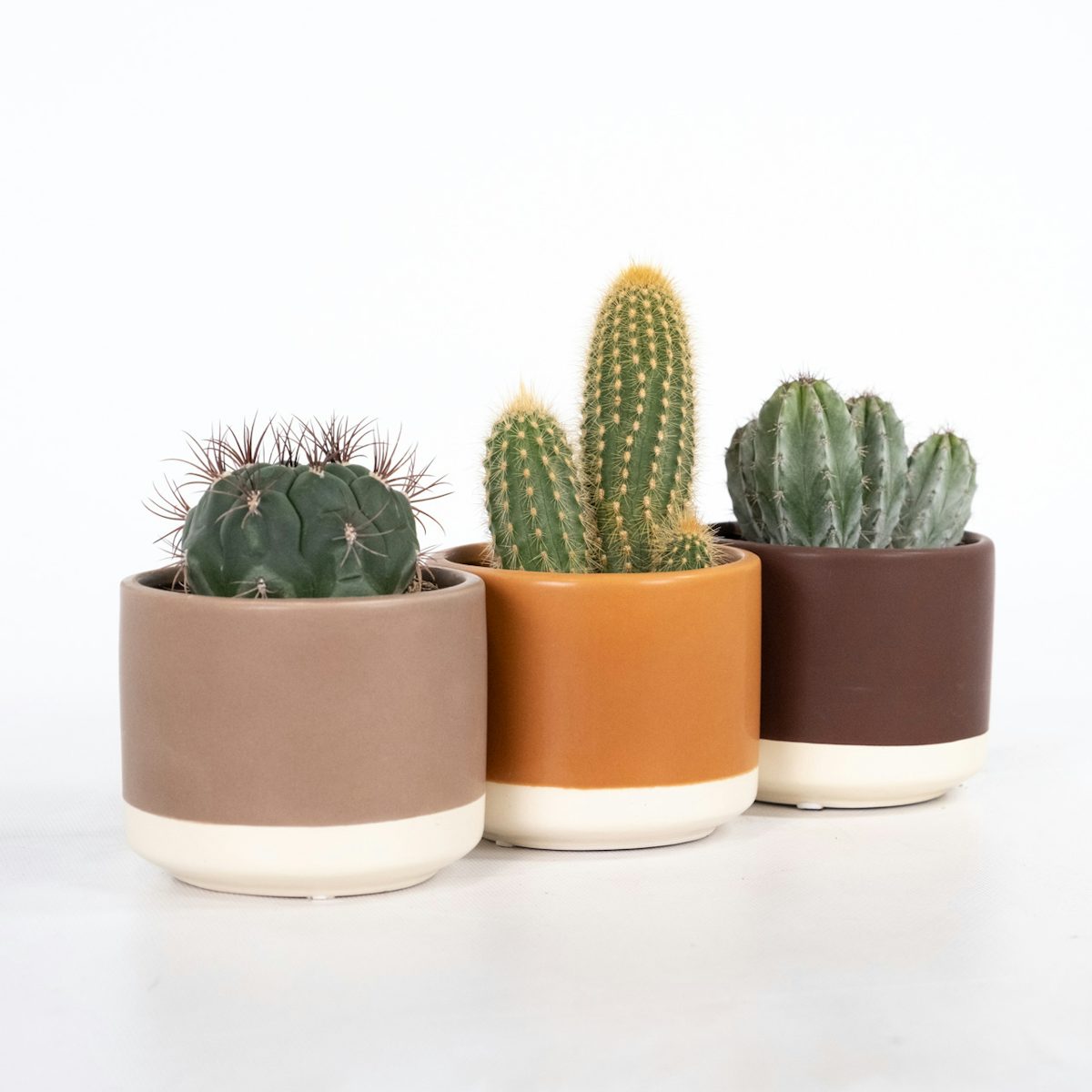 Trio Cactus Rustico