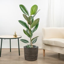Ficus Robusta XL