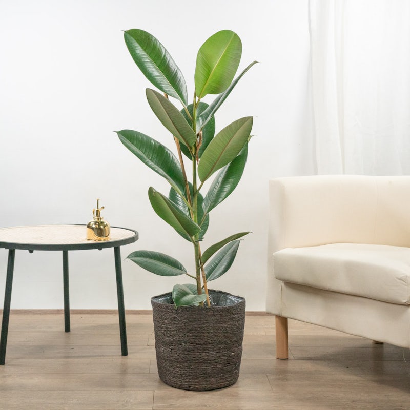 Ficus Robusta - Perfetta per spazi luminosi - Be.Green - Acquistare