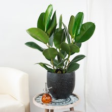 Ficus Robusta XL