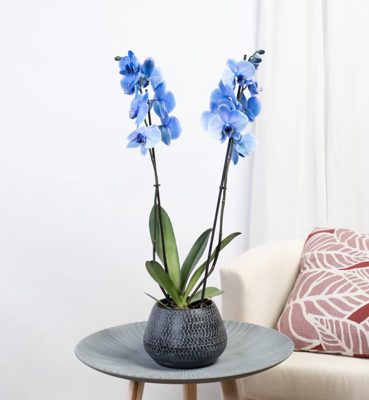 Orchidea Blu