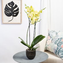 Gelbe Orchidee
