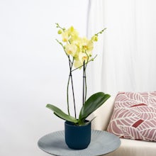 Orchidea Gialla