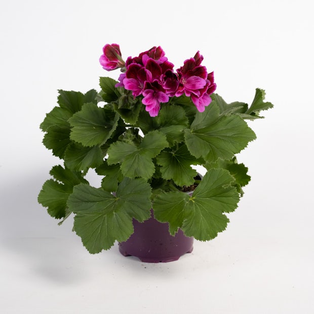 Comprar Geranio Real Lila (Pelargonium Grandiflorum) - Aromática y con flor  - Be.Green - Be.Green