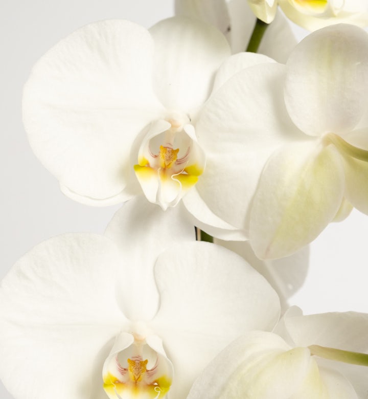 Orquídea Blanca