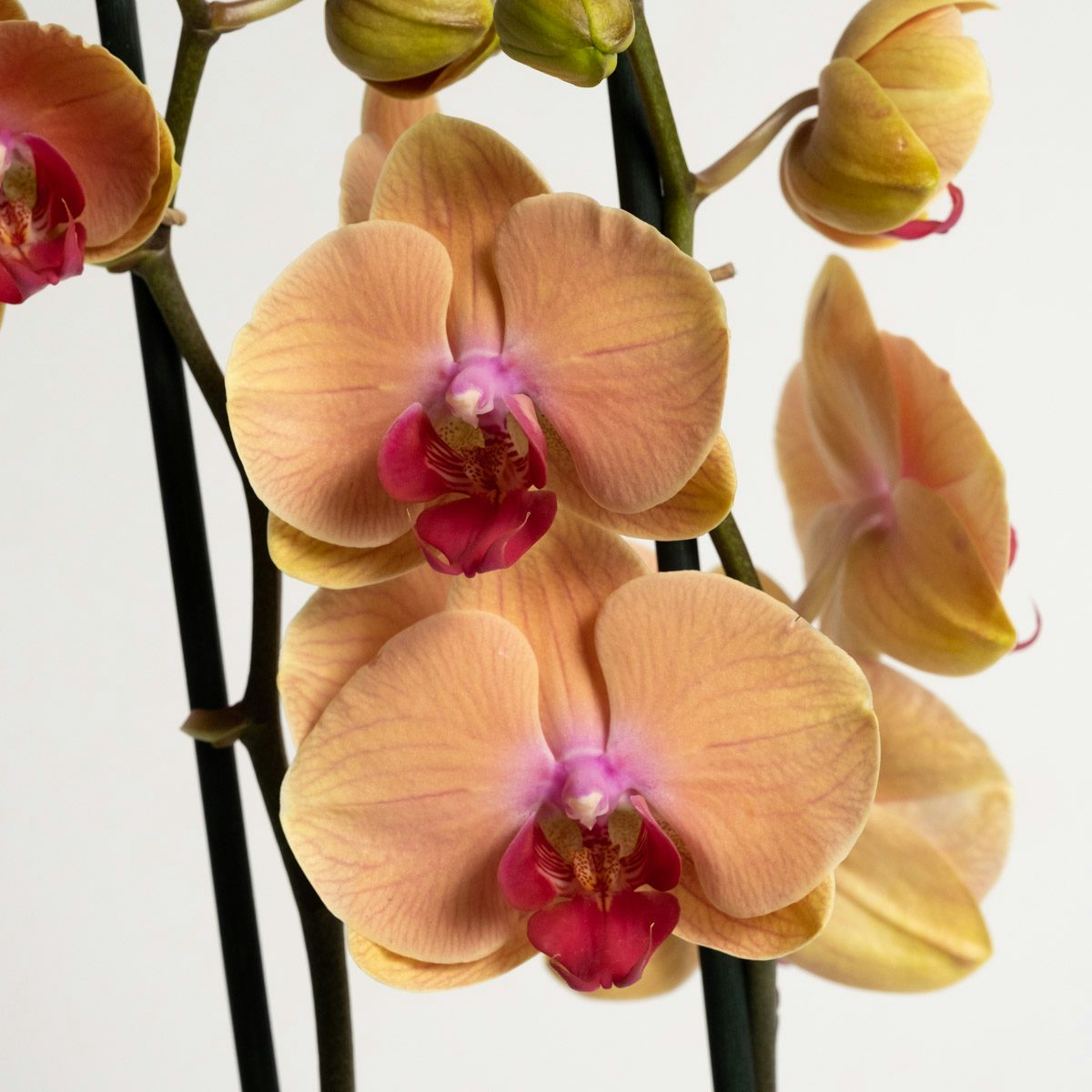 Orquídea Amarela