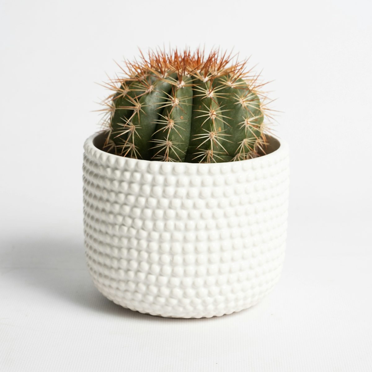 Cactus Tenerife White