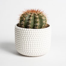 Kaktus Teneriffa Weiß